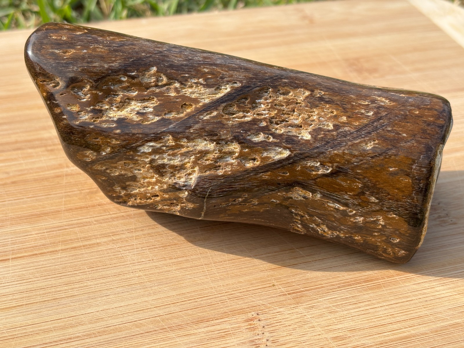 Polished petrified wood from south Texas Rio Grande Valley 1lb 9.1oz