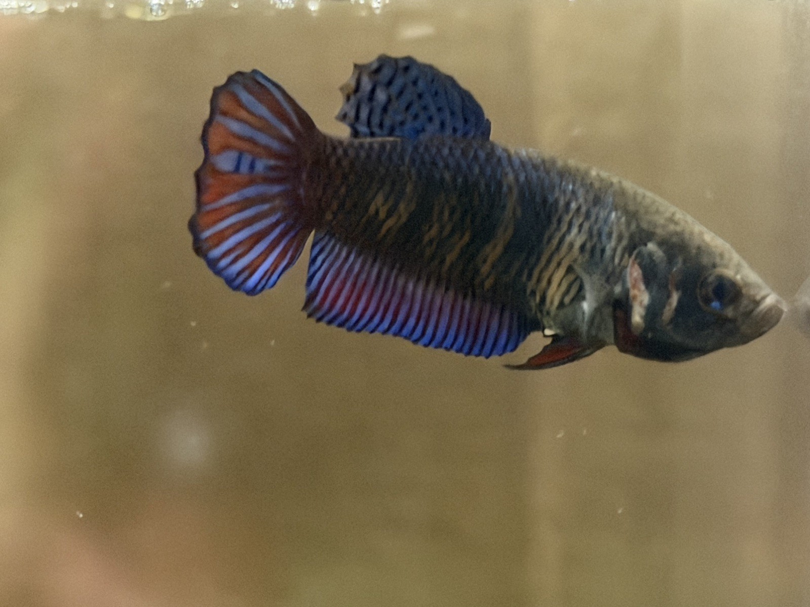  Betta Plakat Female Fighter #3 - Thai Imported