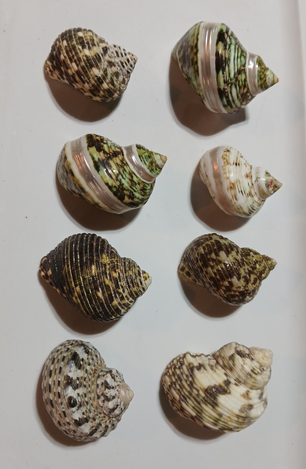 8 Hermit Crab Turbo Shells Medium